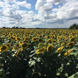 F. Physical-La Banda（Z9 remix）