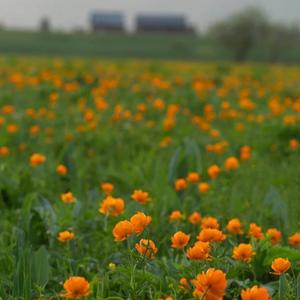 花日（单簧管版本）