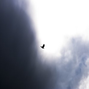 A Bird