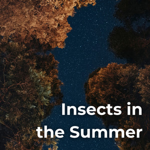 Insects In The Dry Forest Summer