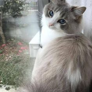 Hard Times (nightcore)