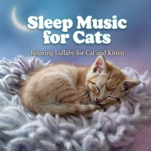 Rainy Window for Whiskers