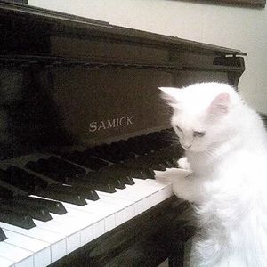 秋叶纷飞舞成诗