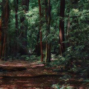 were to deep in the forest