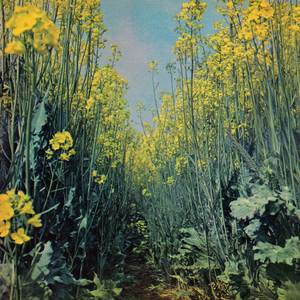 Woad