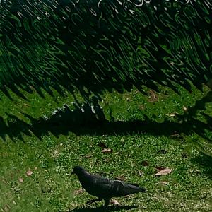 Gogatsu No Hato (Mai Taube) [Off Mix]