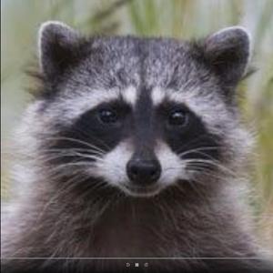 Freek met Piet Dat is Andere Koek