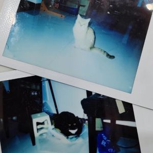 蔷薇墙下的舔狗(prod.by Morrow)