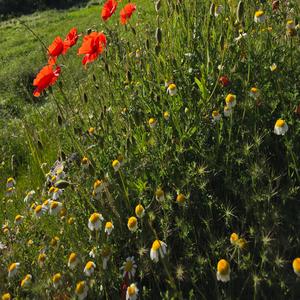 Marca la diferència