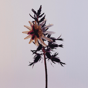 清水芙蓉月黯伤