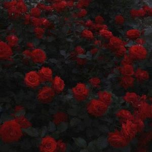 玫瑰Rose(PROD BY MEGA)