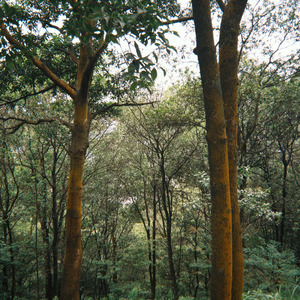 background music of my mind