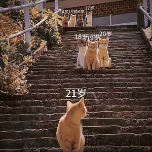 幻想之路的冒险故事