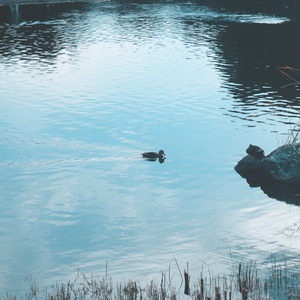 ごめんね (rojico Remix)