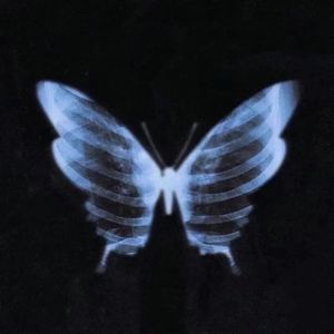 克什米尔山羊 Kashmir Goat