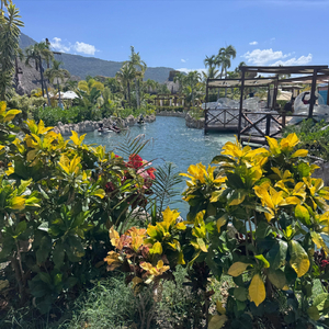 Luna De Miel Caribeña