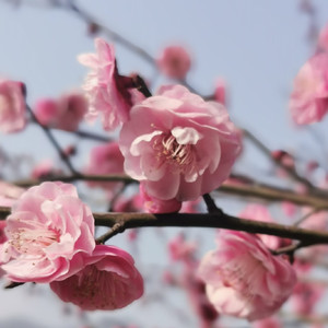 三月末的樱花信