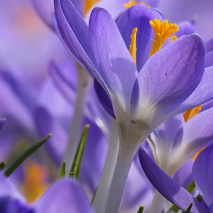 Незабываемо