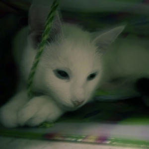 На двух ногах