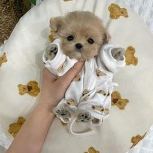 Neon Blade - Slowed+Reverb