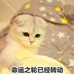 仙才叹（翻自 朱峰&蔡忻如）