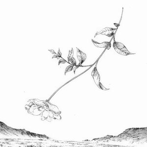 你是我藏在第五季的永生花.