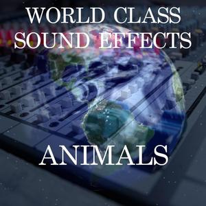 Dog Doberman Barks Ambient Animal Domestic Sound Effects Sound Effect Sounds EFX Sfx FX Animals Dog