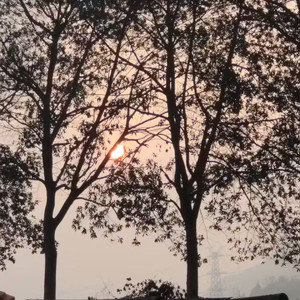 年轮误
