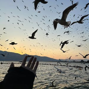 poety of the bird(鸟之诗)