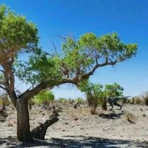 你的千山万水（新版）