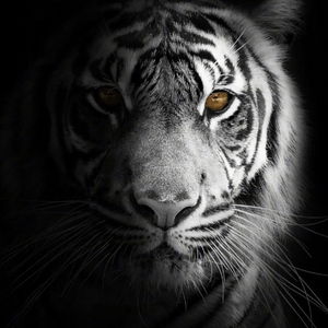 把我的悲伤留给自己