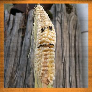 Married to Satan [Outro] (Live)