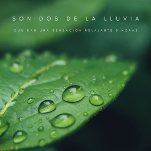 Sonidos De La Lluvia Que Dan Una Sensación Relajante - 3 Horas