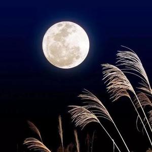 白月光与朱砂痣