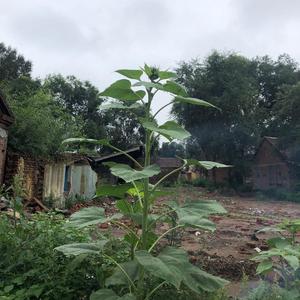 我就不爱唱情歌