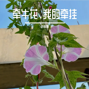 牵牛花，我的牵挂（恰恰舞曲）