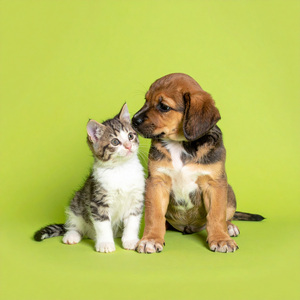 El Golpecito De Patitas Pequeñas En Los Suelos