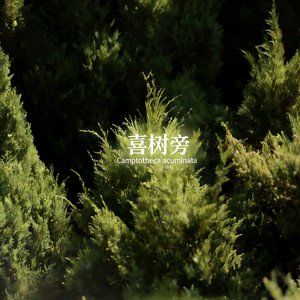 喜树旁