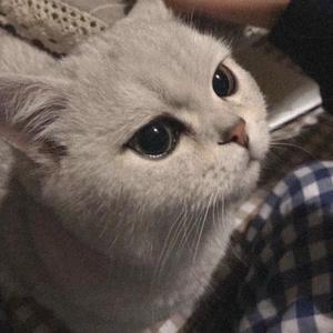 你如白马踏京城（翻唱）