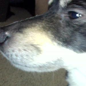 Doge $tep