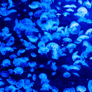 Fractal Tears (Original Mix)