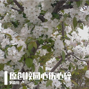 原创校园心伤心碎