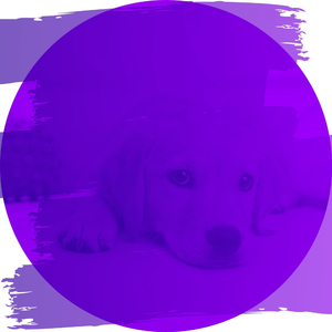 Sophisticated Backdrops for Calming Puppies