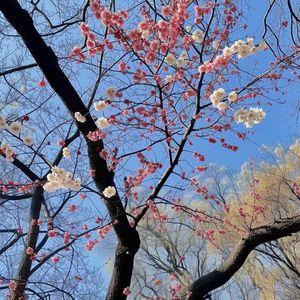 油纸伞