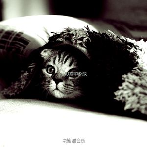 抚慰的睡猫回忆