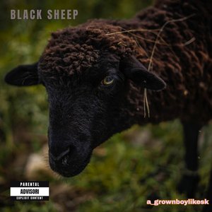 Black Sheep