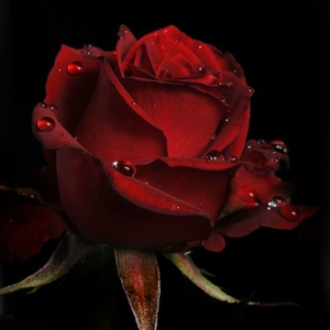 Serotonin (Hydrecta Remix)