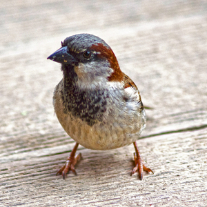 Sparrow