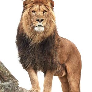 似单发附奥（7）