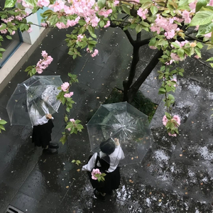 他们都说忘记就不会痛苦